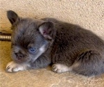 Small #2 French Bulldog