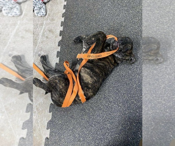 Medium Photo #4 English Mastweiler Puppy For Sale in Oro Medonte, Ontario, Canada