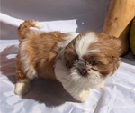 Puppy Dexter Shih Tzu