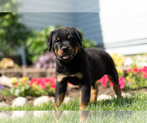 Rottweiler Puppy for Sale in NAPPANEE, Indiana USA
