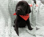 Small #1 Labrador Retriever