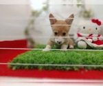 Small Photo #15 Pembroke Welsh Corgi Puppy For Sale in LOS ANGELES, CA, USA