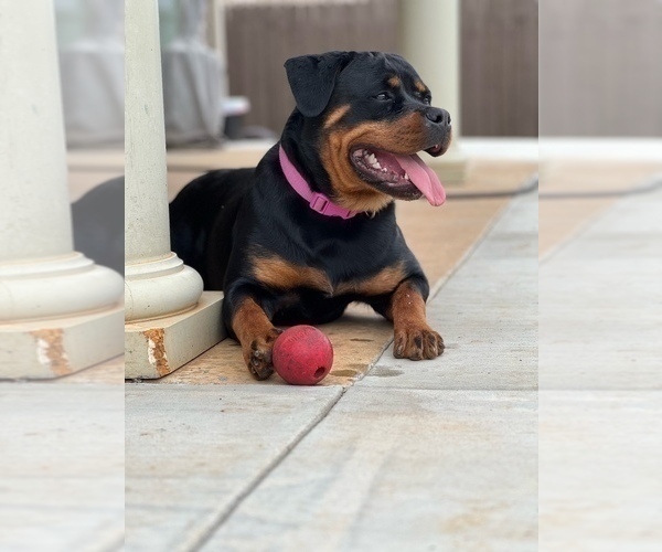 Medium Photo #33 Rottweiler Puppy For Sale in VONORE, TN, USA