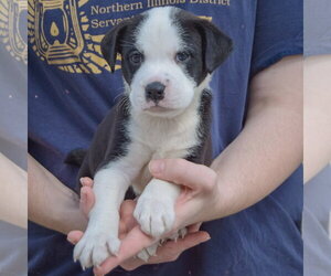 Bluegill - Female American Bulldog-Unknown Mix Dog for Adoption - Photo #4