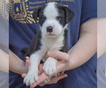 Small Photo #4 American Bulldog-Unknown Mix Puppy For Sale in Huntley, IL, USA