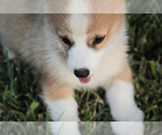Small Photo #23 Pembroke Welsh Corgi Puppy For Sale in ELKTON, KY, USA