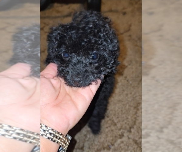 Medium Photo #10 Poodle (Toy) Puppy For Sale in DYERSBURG, TN, USA