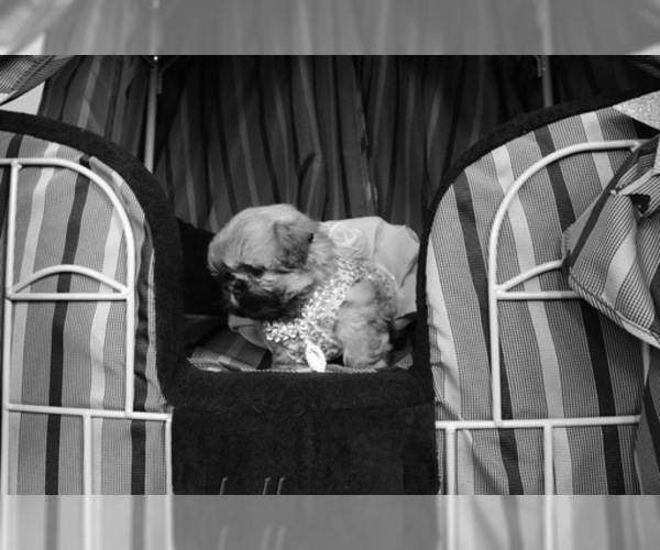 Medium Photo #39 Shih Tzu Puppy For Sale in HAYWARD, CA, USA