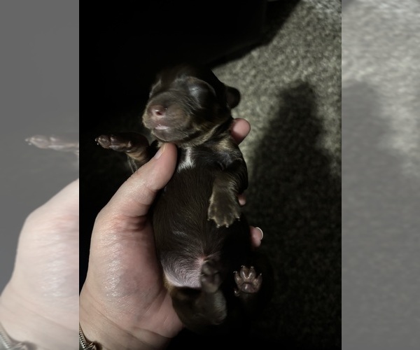 Medium Photo #10 Chiweenie Puppy For Sale in ROANOKE, VA, USA