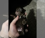 Small #9 Chiweenie