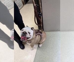 Bulldog Dogs for adoption in Burbank, CA, USA
