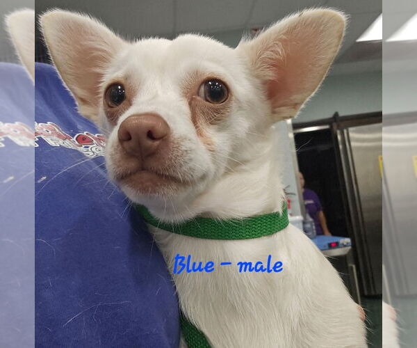 Medium Photo #1 Chihuahua-Unknown Mix Puppy For Sale in Chico, CA, USA