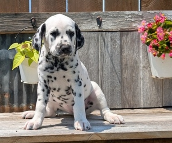 Medium Photo #46 Dalmatian Puppy For Sale in GOSHEN, IN, USA