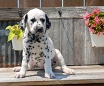 Small Photo #46 Dalmatian Puppy For Sale in GOSHEN, IN, USA
