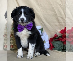 Border Collie-Golden Retriever Mix Puppy for sale in LANCASTER, PA, USA