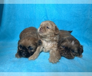 Shih Tzu Puppy for sale in COLLINS, GA, USA