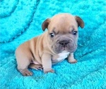 Small #8 French Bulldog