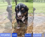 Puppy Bandit Australian Shepherd