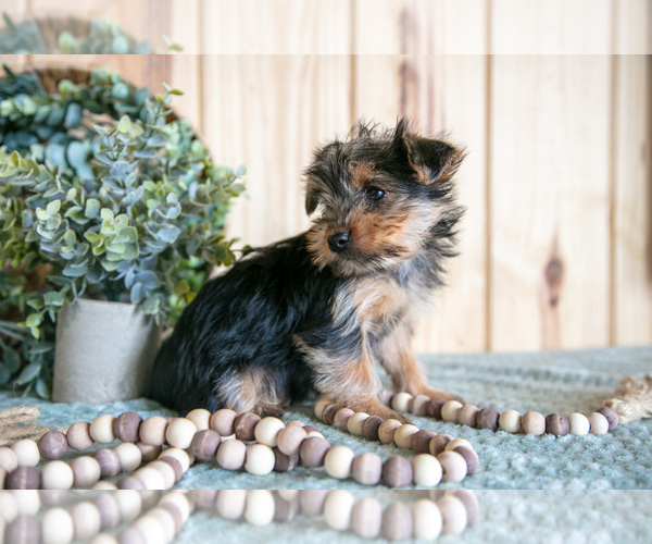 Medium Photo #3 Yorkshire Terrier Puppy For Sale in QUARRYVILLE, PA, USA