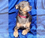 Small #1 Rat Terrier