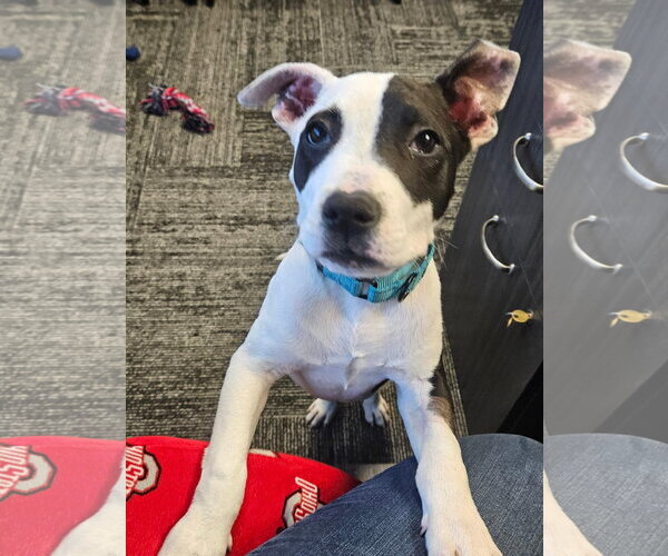 Medium Photo #53 American Pit Bull Terrier Puppy For Sale in Germantown, OH, USA