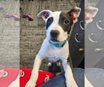 Small #52 American Pit Bull Terrier