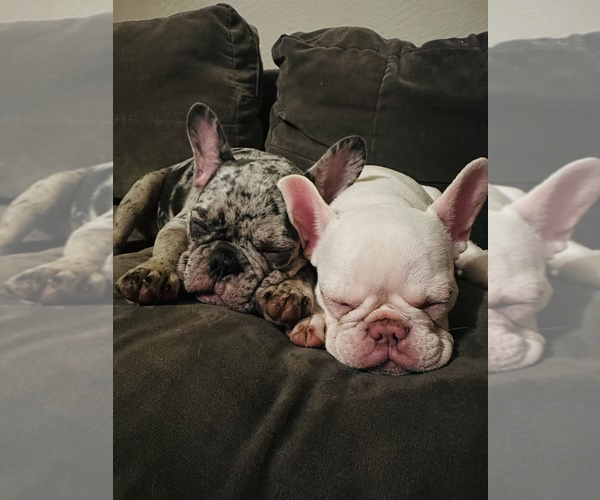 Medium Photo #3 French Bulldog Puppy For Sale in SACRAMENTO, CA, USA