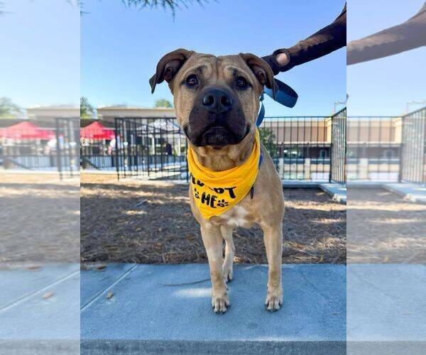 Medium Photo #2 Black Mouth Cur-Unknown Mix Puppy For Sale in Rockaway, NJ, USA