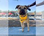 Small #1 Black Mouth Cur Mix
