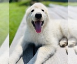 Small #2 Maremma Sheepdog