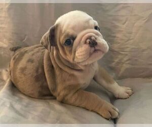 English Bulldog Puppy for sale in JOHNS ISLAND, SC, USA