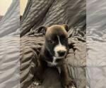 Small #5 American Staffordshire Terrier-Labrador Retriever Mix