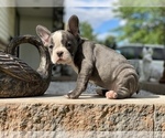Small Photo #14 French Bulldog Puppy For Sale in WEST ORANGE, NJ, USA