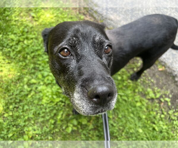 Medium Photo #26 Boxer-Unknown Mix Puppy For Sale in Mount Laurel, NJ, USA