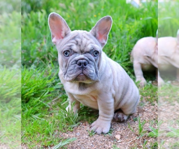 Medium Photo #12 French Bulldog Puppy For Sale in BEVERLY HILLS, CA, USA