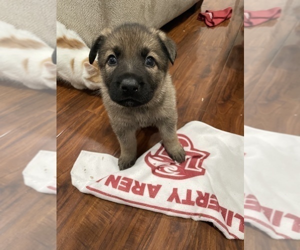Medium Photo #30 German Shepherd Dog Puppy For Sale in MADISON HEIGHTS, VA, USA