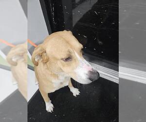 Labrador Retriever-Unknown Mix Dogs for adoption in Temple, TX, USA