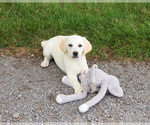 Whitney - Female Labrador Retriever Puppy for Sale - Photo #15
