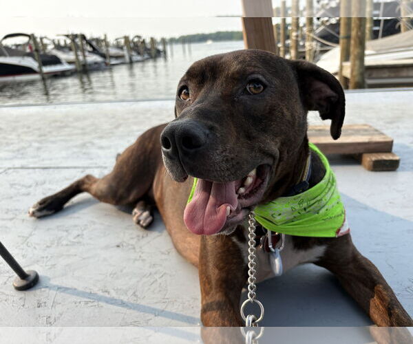 Medium Photo #3 Staffordshire Bull Terrier-Unknown Mix Puppy For Sale in Farmington, MN, USA