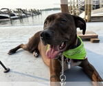 Small #2 Staffordshire Bull Terrier Mix