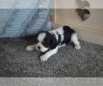 Small #1 Cavalier King Charles Spaniel