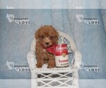 Small #14 Poodle (Toy)