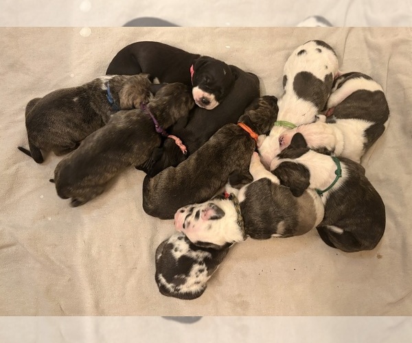 Medium Photo #19 Great Dane Puppy For Sale in CLANTON, AL, USA