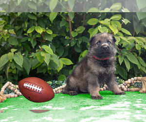 Medium German Shepherd Dog