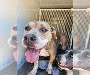 Mutt Dogs for adoption in Bakersfield, CA, USA