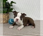 Small #1 Boston Terrier