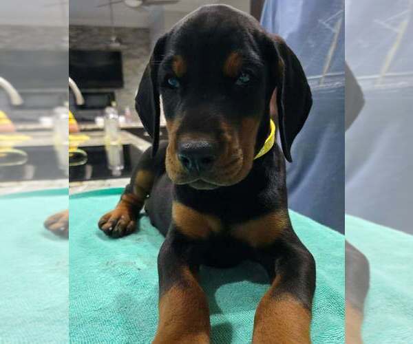 Medium Photo #9 Doberman Pinscher Puppy For Sale in FORT LAUDERDALE, FL, USA