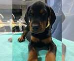 Small #8 Doberman Pinscher