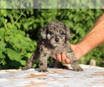 Small #4 Poodle (Toy)