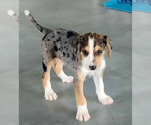 Catahoula Leopard Dog Dogs for adoption in GILBERTS, IL, USA